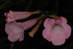 Incarvillea arguta